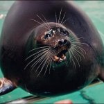 Baikal seal :3