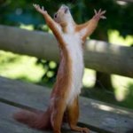 squirrel standing on its hind legs with its arms outstretched to