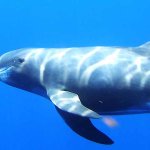 pygmy whale