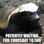 Patient badger | Patiently waiting for Thursday to end | image tagged in honey badger,patient,thursday | made w/ Imgflip meme maker