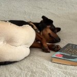 Dog sleeping and reading