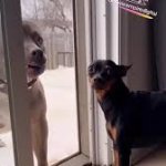 weak dog meme