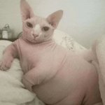 fat cat
