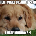 sad dog for sibling memes | Me when I wake up, and it's Monday; I hate Mondays :( | image tagged in sad dog for sibling memes | made w/ Imgflip meme maker
