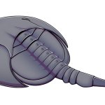 Lunataspis