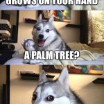 palm tree | What plant grows on your hand; a palm tree? | image tagged in memes,bad pun dog | made w/ Imgflip meme maker