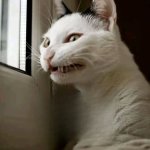 Humans Driving me Crazy