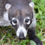 Coatí Face