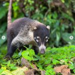 Coatí searching