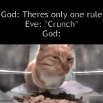 Side eye cat | God: Theres only one rule
Eve: *Crunch*
God: | image tagged in gifs,funny,meme,memes,funny meme,funny memes | made w/ Imgflip video-to-gif maker