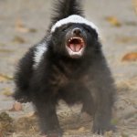 Honey Badger