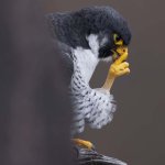 Thinky Bird