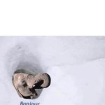 bonjour elephant