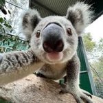 Koala "Hey you"