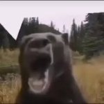 Bear Yell