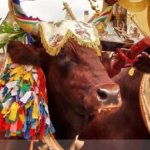 Cow