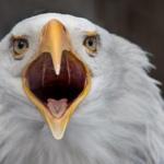 confused eagle