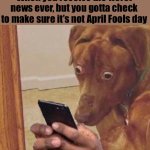 April Fools day is so confusing | When you receive the worst news ever, but you gotta check to make sure it’s not April Fools day | image tagged in shocked dog,april fools day | made w/ Imgflip meme maker