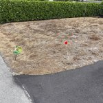 When Bones McCoy Is Your Lawn Doctor