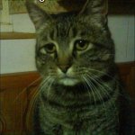 Depressed Cat | How it feels slowly watching ur crush turn toxic | image tagged in memes,depressed cat,sad | made w/ Imgflip meme maker