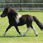 black pony white feet