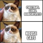 Grumpy cat drake | Cheetahs, lions, bobcats, etc; House cats | image tagged in grumpy cat drake,drake hotline bling,grumpy cat,happy cat,cat | made w/ Imgflip meme maker