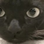 Cat Eye Zoom GIF Template