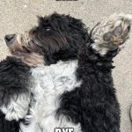 When she doesn’t like dogs | Girl; Bye | image tagged in sassy dog | made w/ Imgflip meme maker