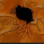 FEATHER FAMILY MENTION!!!!!!!!!!!!