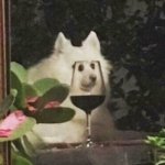 Wine Dog
