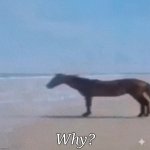 Horse Why? Meme | Why? | image tagged in horse why blank,horse,memes,funny | made w/ Imgflip meme maker