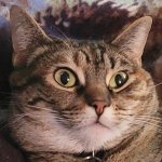 Breaking point cat