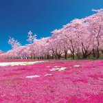 Cherry Blossoms