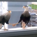 Bird Handshake
