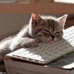 tired cat | image tagged in tired cat | made w/ Imgflip meme maker