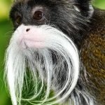 Tamarin monkey