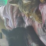 How dare you sleep in front of me!