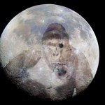 Harambe on the Moon