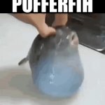 Pufferfih | Pufferfih | image tagged in gifs,funny,memes,relatable,funny memes | made w/ Imgflip video-to-gif maker