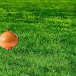 Interesting | image tagged in touching grass,onion,onions,memes,vegetable,happy | made w/ Imgflip meme maker