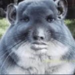 Chinchilla With Man Face Meme