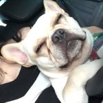 Cachorro fofinho