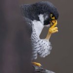 Peregrine Falcon - photo credit Scott Sessions