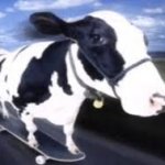 cow skateboard