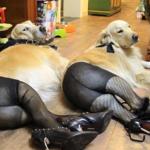 dogs wearing pantyhose blank