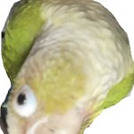 upside down bird