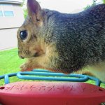 Bird Feed Thief