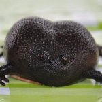 Angry Avocado