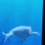 Shark tale Frankie death meme