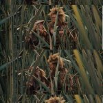 Willow Franjean Rool So which way do we go?  That way!